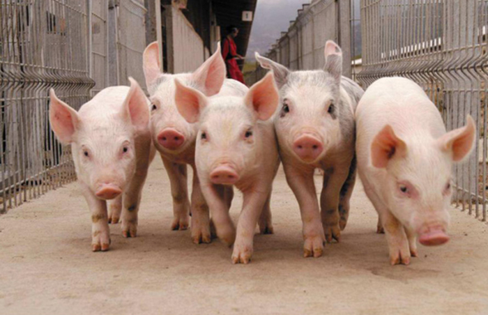 Россия с 1 января откажется от украинской свинины