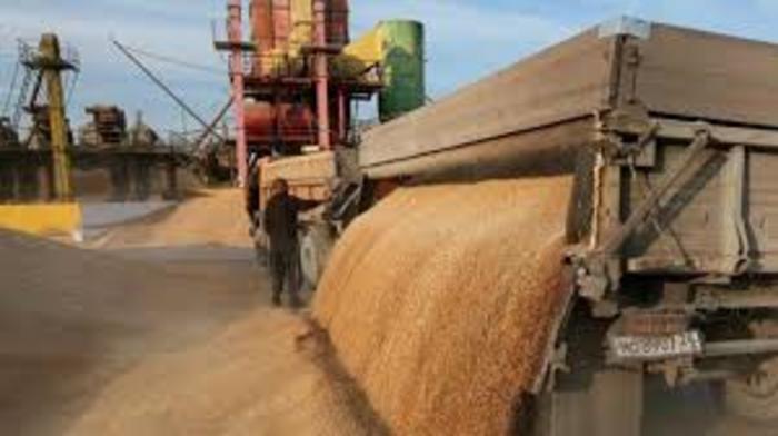 Россия выйдет в мировые лидеры по экспорту пшеницы - СМИ