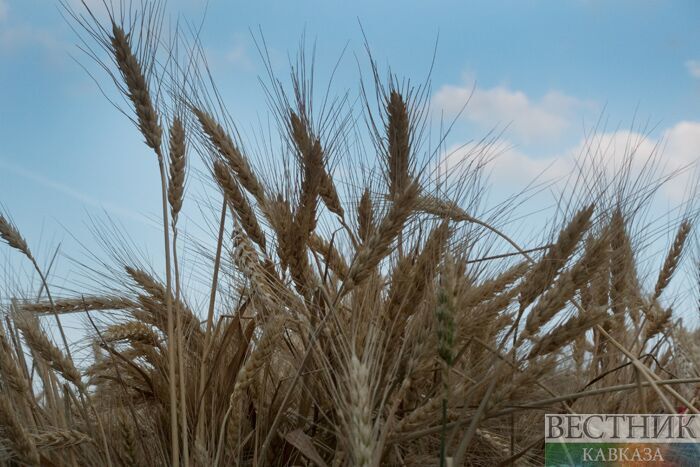 Россия расширяет возможности для экспорта пшеницы 
