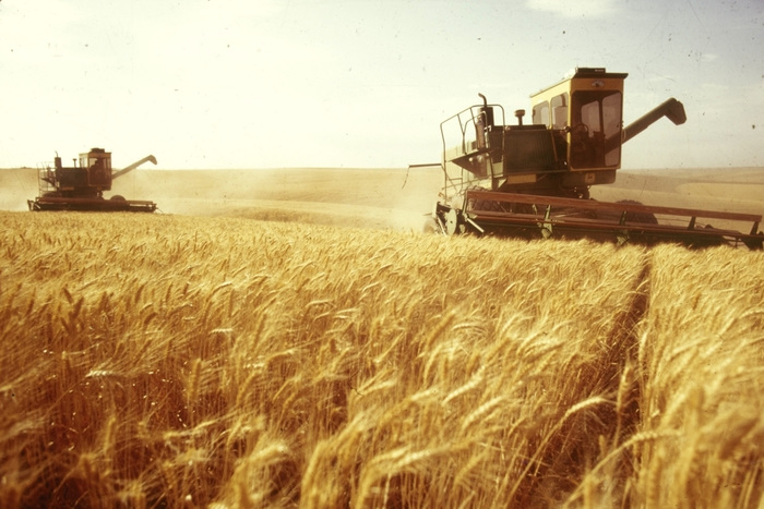 Россия хочет начать экспорт пшеницы в Индию – Минсельхоз 