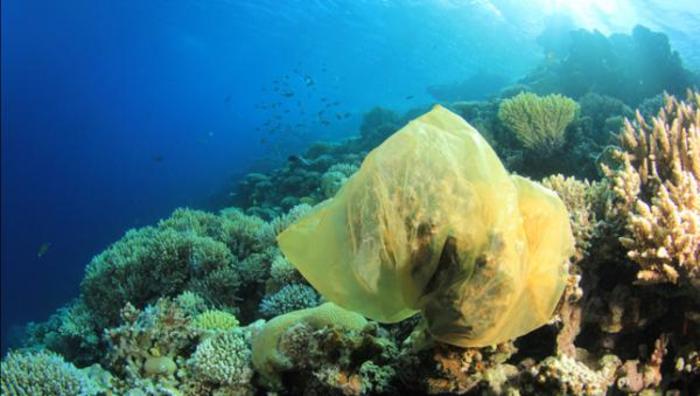 Океан против пластика. Коралловые рифы под угрозой исчезновения