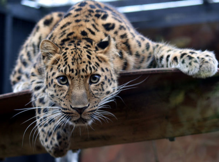 В Приморье насчитали более ста дальневосточных леопардов