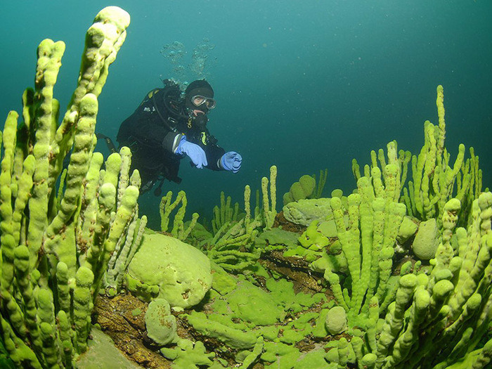 Байкал захватывают опасные водоросли
