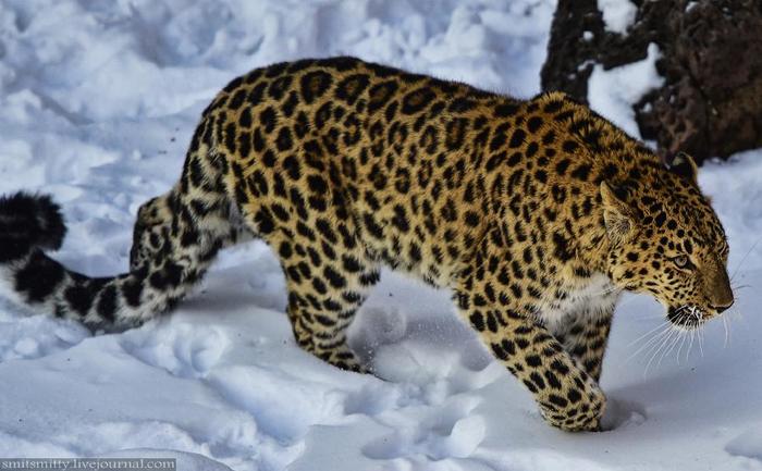 Дальневосточного леопарда уберегли от исчезновения в России