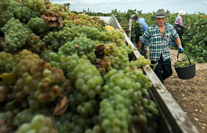 Крымские виноделы вернут отрасли былую славу