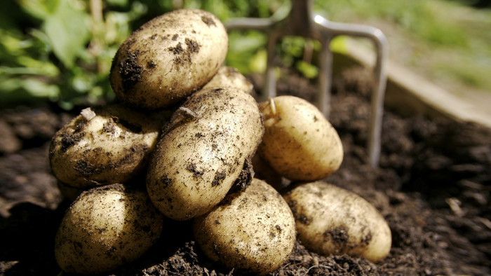 Египетский картофель вернется на российский рынок 