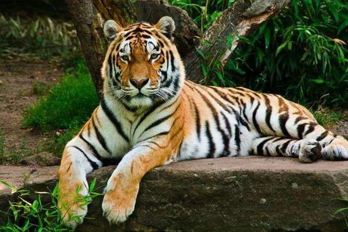 Амурские тигры поселились в Московском зоопарке 