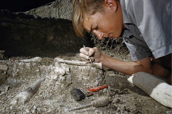 Кемеровские палеонтологи нашли останки гигантского динозавра