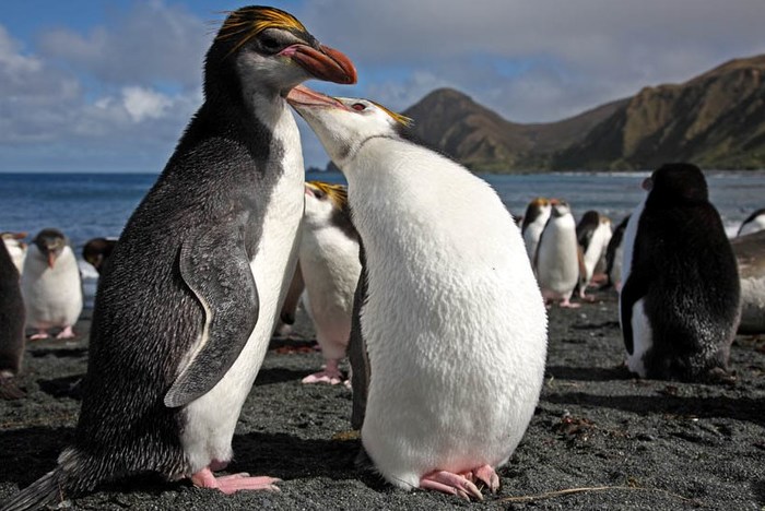 Крупнейшая колония королевских пингвинов существенно сократилась 