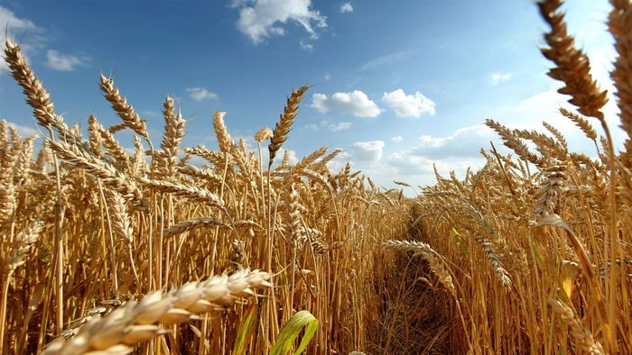 Минсельхоз предложил увеличить продажу зерна из госфонда 
