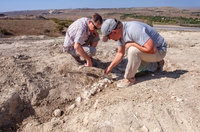 В Крыму раскопали скелет древнего кита