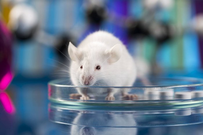 Японские ученые избавили мышей от ночных кошмаров