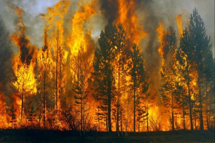 В текущем году в России сгорело три миллиона гектаров леса