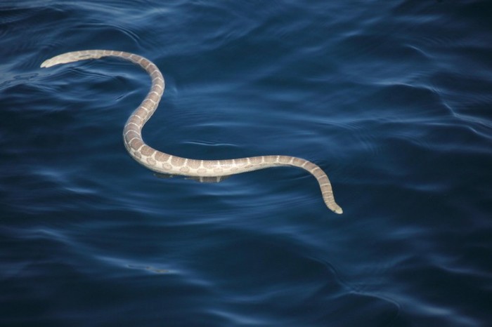 Ядовитые морские змеи облюбовали пляжи Пхукета