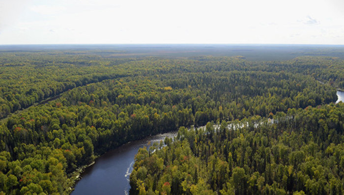 Лесам России ежегодно наносится ущерб на 1 трлн рублей 