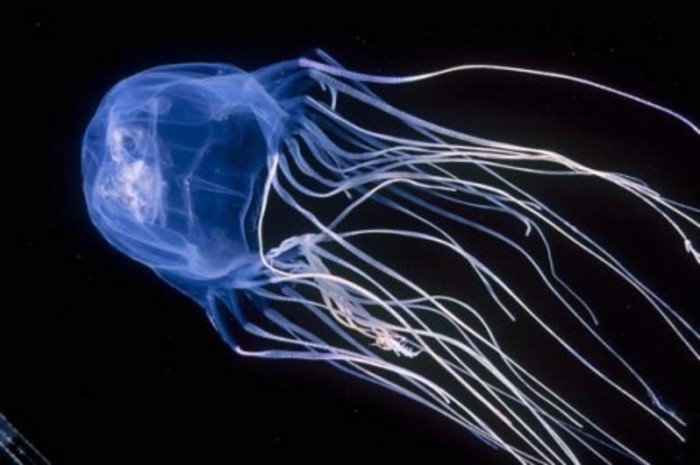 Смертельно опасные медузы атаковали пляжи Апулии