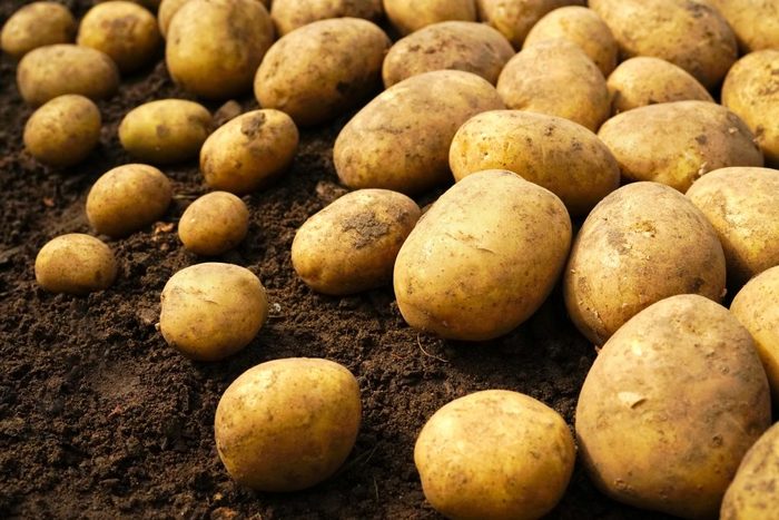 Специалисты Роскачества не нашли на российском рынке здорового картофеля