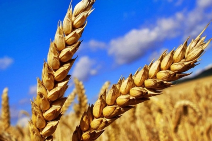 Ирак попробует российскую пшеницу