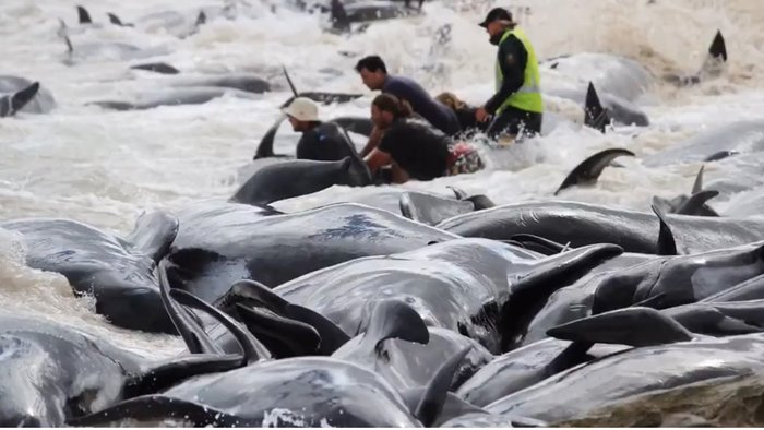  Сотни дельфинов выбросились на берег Новой Зеландии