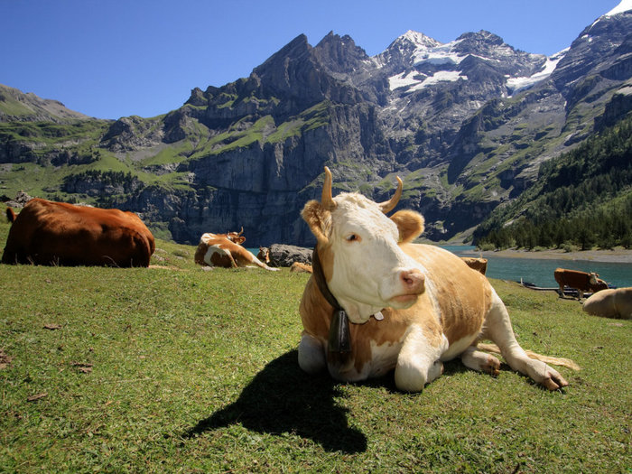 В Швейцарии отказались субсидировать коровьи рога