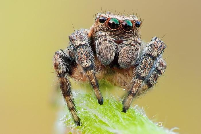 Ученые открыли млекопитающих пауков