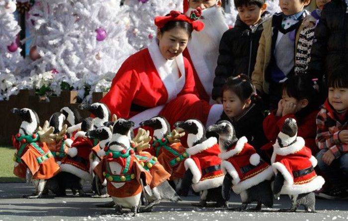 Япония встречает Рождество с пингвинами Санта-Клаусами