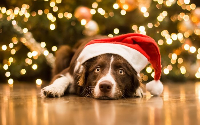 Для некоторых жителей Германии Рождество пройдет без собаки