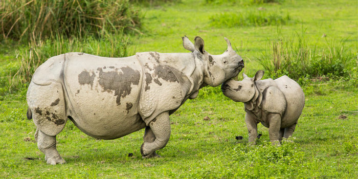 Повторное цунами в Индонезии может уничтожить редкий вид носорогов