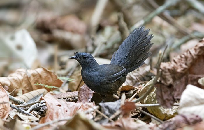 "Редчайшая птица мира" была замечена в Бразилии