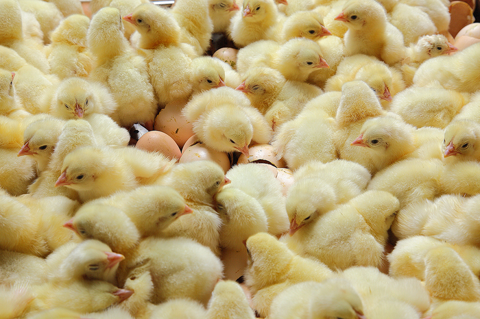 Пожар на французской птицеферме унес жизни свыше 30 тыс цыплят