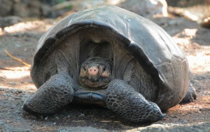 На острове Фернандина нашли считавшуюся вымершей 100 лет назад черепаху