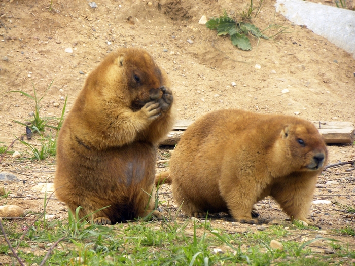 Проснувшиеся сурки возвестили весну в Московском зоопарке