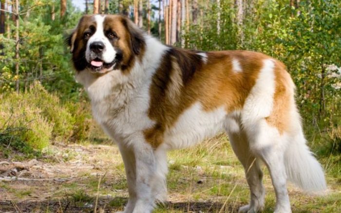 В МВД России назвали опасные породы собак
