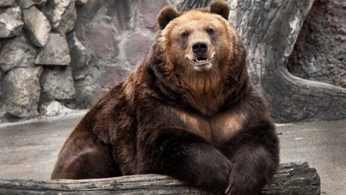 Медведи в Московском зоопарке вышли из спячки