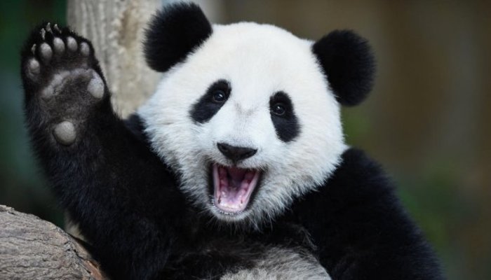 Большие панды прилетят в Московский зоопарк из Китая в конце апреля