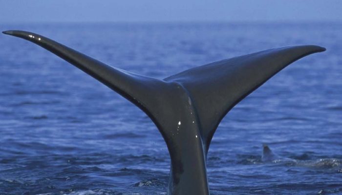 В Перу раньше жили четвероногие киты