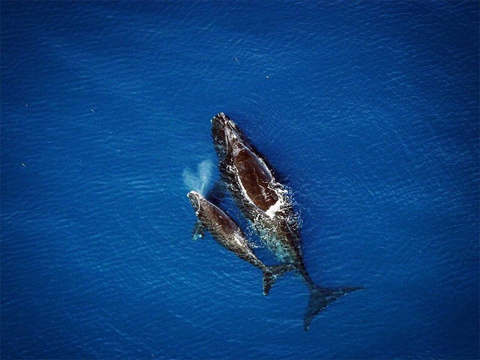 Китовый Беби-бум