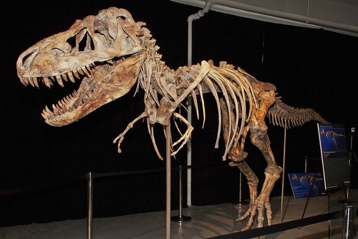 Скелет детеныша тираннозавра продается в США