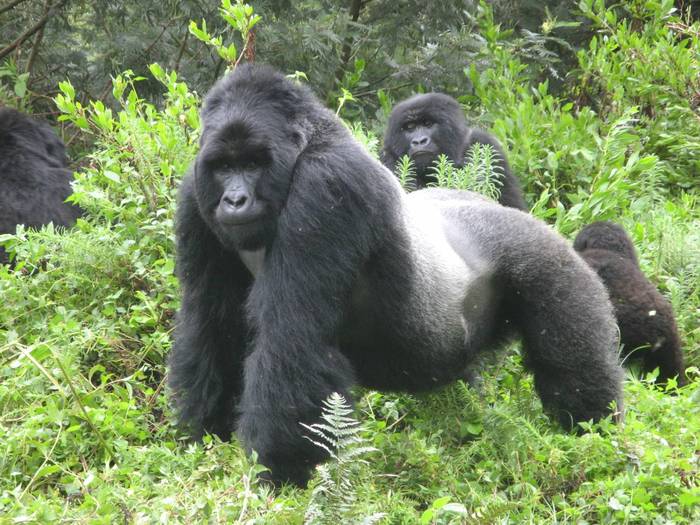 Горные гориллы в ДР Конго научились позировать для селфи