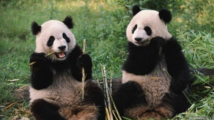 Две большие панды переедут из Китая в Россию