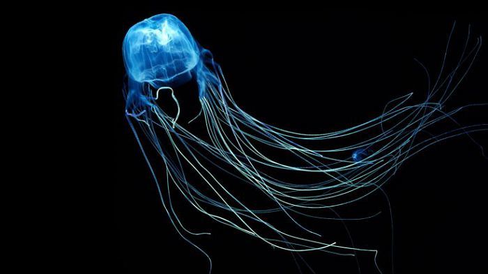 Ученые из Сиднея отыскали противоядие от самой ядовитой медузы в мире