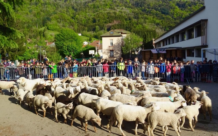 15 баранов и овец стали учащимися школы во Франции