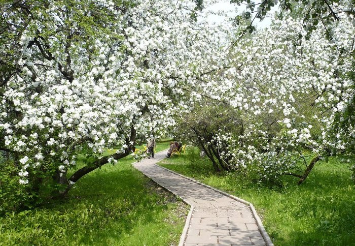  На Манежной площади 17 мая распустится яблоневый сад