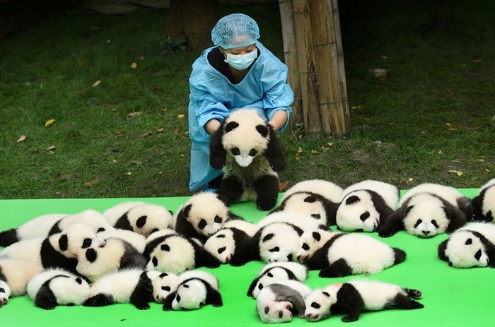Китайские ученые научились различать панд