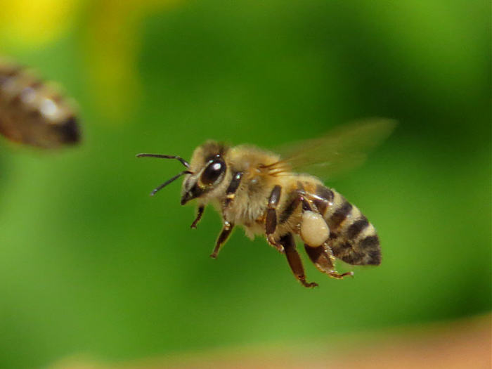 Пчелы заблокировали "Дружбу" между Россией и Эстонией