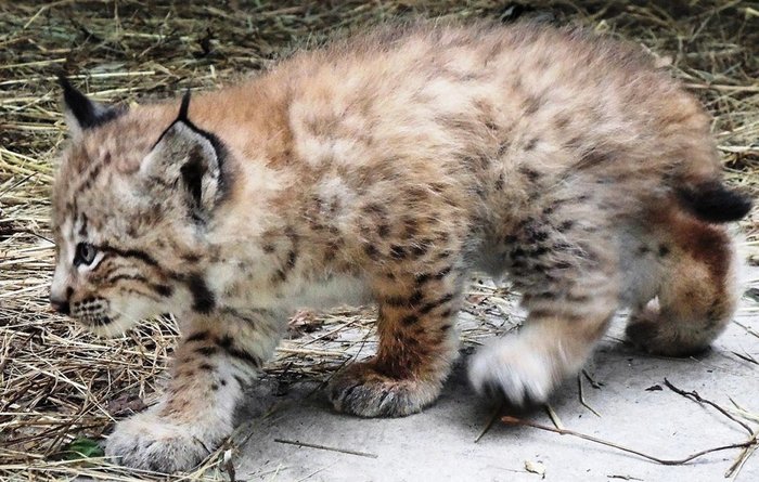 Котята рыси родились в Московском зоопарке