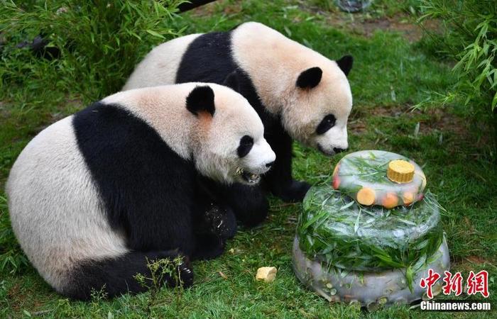 В парке Хайнаня панд в жару угощают ледяным тортом