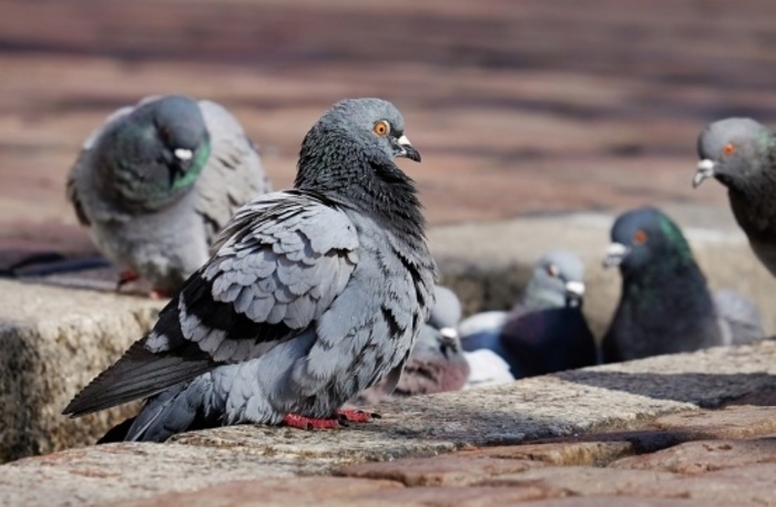 За кормление голубей в Магадане будут штрафовать