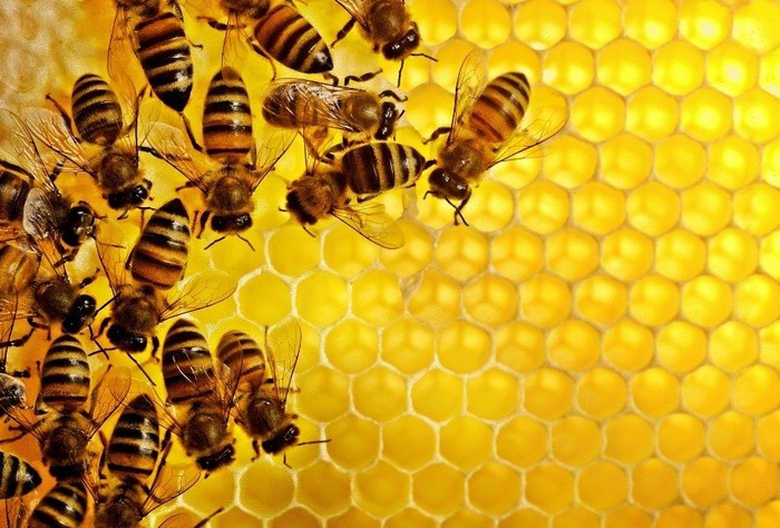 Массовая гибель пчел обойдется России в 1 триллион рублей