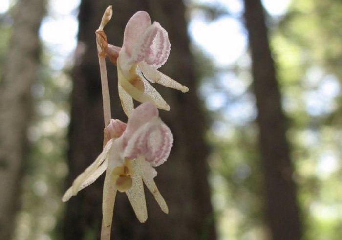 Краснокнижную "подземную" орхидею с запахом ванилина нашли в Подмосковье